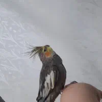 یک عددطوطی گم شده|پرنده|بهبهان, |دیوار