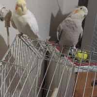 ی جفت عروس هلندی به فروش می‌رسد|پرنده|شازند, |دیوار