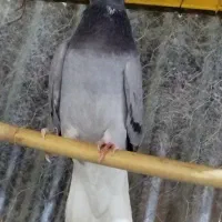 نر سبز دم سفید|پرنده|مهدی شهر, |دیوار