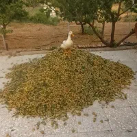 بادام با پوست