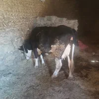 گاو سمینتال با گوساله|حیوانات مزرعه|ایجرود, |دیوار