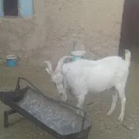 فروش چبش سانن|حیوانات مزرعه|قهستان, |دیوار