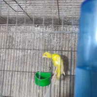 قناری جیبر و یکسر|پرنده|شیراز, فرودگاه شهید دستغیب شیراز|دیوار