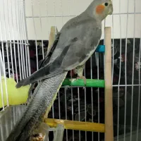 عروس هلندی ماده