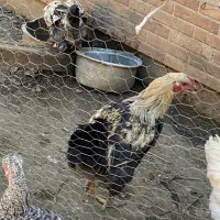 خروس محلی|حیوانات مزرعه|مشهد, ویلاشهر|دیوار