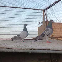 کفتر جفت پلاکی سبز پولک