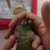 گرینچیک|پرنده|پرند, فاز ۰|دیوار