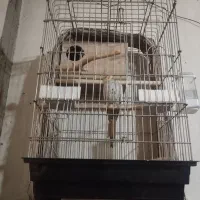 عروس هلندی  نژاد سخنگو  ۵ ماهه .با قفس شکیل