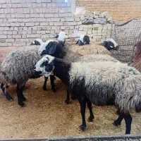 میش چالی نژاد خوب