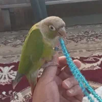 گمشده
