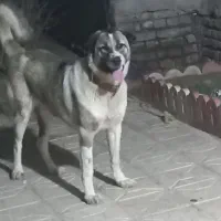 سگ ماده پژدر