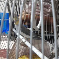 جفت عروس هلندی۱۰ماهه|پرنده|مشهد, هدایت|دیوار