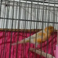 2عددنرمست مست