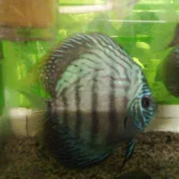 دو عدد دیسکس ۶ اینچی جفت|ماهی|مشهد, حسین‌آباد|دیوار