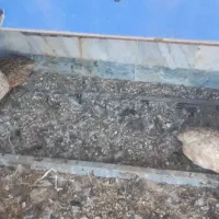 بلدرچین نر و ماده