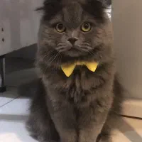 گربه اسکاتیش بریتیش