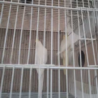 عروس هلندی|پرنده|فسا, |دیوار