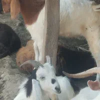 نر بز پاکستانی بویر سانن اصل لنگ سه غلو موجوده