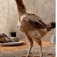 مرغ لاری
