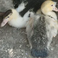 ۲ عدد جوجه اردک