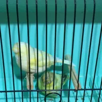 قناری گلاستر|پرنده|ری, هاشمآباد|دیوار