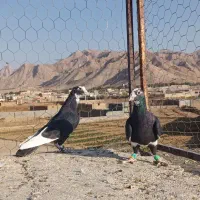 کبوتر کرمانی|پرنده|بیرجند, |دیوار