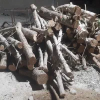 برش نخل و درخت رایگان سراسر استان بوشهر|خدمات باغبانی و درختکاری|اهرم, |دیوار