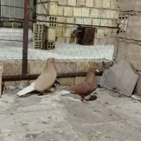 زردم سفید کرمانی کاکلی|پرنده|بیرجند, |دیوار