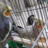 عروس هلندی مولد روتخم هست سخنگو