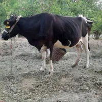 فروش ۴راس گاو وگوساله|حیوانات مزرعه|بافت, |دیوار