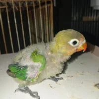 جوجه سرلاکی طوطی کوتوله حلقه به پا