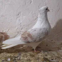 جفتگاهبضمانت همه چیز|پرنده|نیشابور, ده حلاج|دیوار