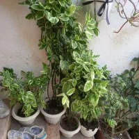 گل پدلیانتوس،گل سکه ای ،سیکاس