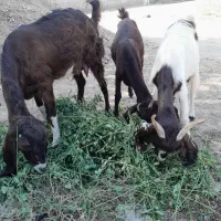 فروش فوری بز مری|حیوانات مزرعه|بمپور, |دیوار