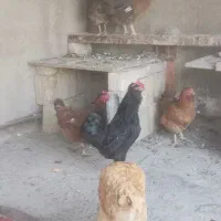 5 عد مرغ محلی با یک خروس گلین یکجا به فروش میرسد