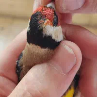 سهره نر نشاندار|پرنده|اردبیل, |دیوار