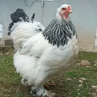 مرغ برهما لایت