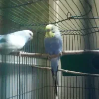 مرغ عشق خوشگل جفت|پرنده|قم, حنیف نژاد|دیوار