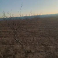 فروش نهال سنجد 4ساله