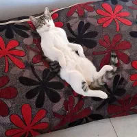 واگذاری رایگان گربه|گربه|قزوین, |دیوار