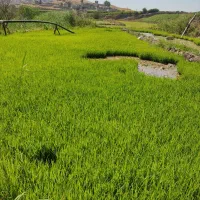 شلتوک