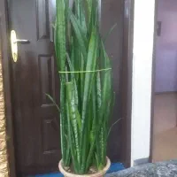 سانسوریا