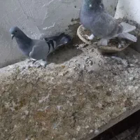 کبوتر ترکیه|پرنده|خسروشاه, |دیوار