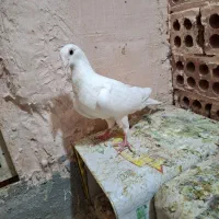 سفید پاک ماده|پرنده|سبزوار, هفت تیر|دیوار