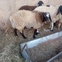 گوسفند یگ قوچ با هفت میش کاور