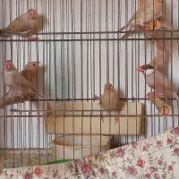 فنچ نرگسی شکلاتی با۳ عدد جوجه|پرنده|فردیس, قریشی|دیوار