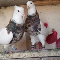 کبوتر رنگی طوقی دم سفید و.. رسید