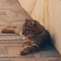 گربه اسکاتیش .۴ماهه هستش