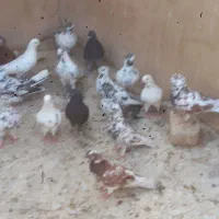 سلام تعدادی کبوترپرشی