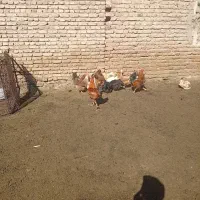 مرغ و خروس